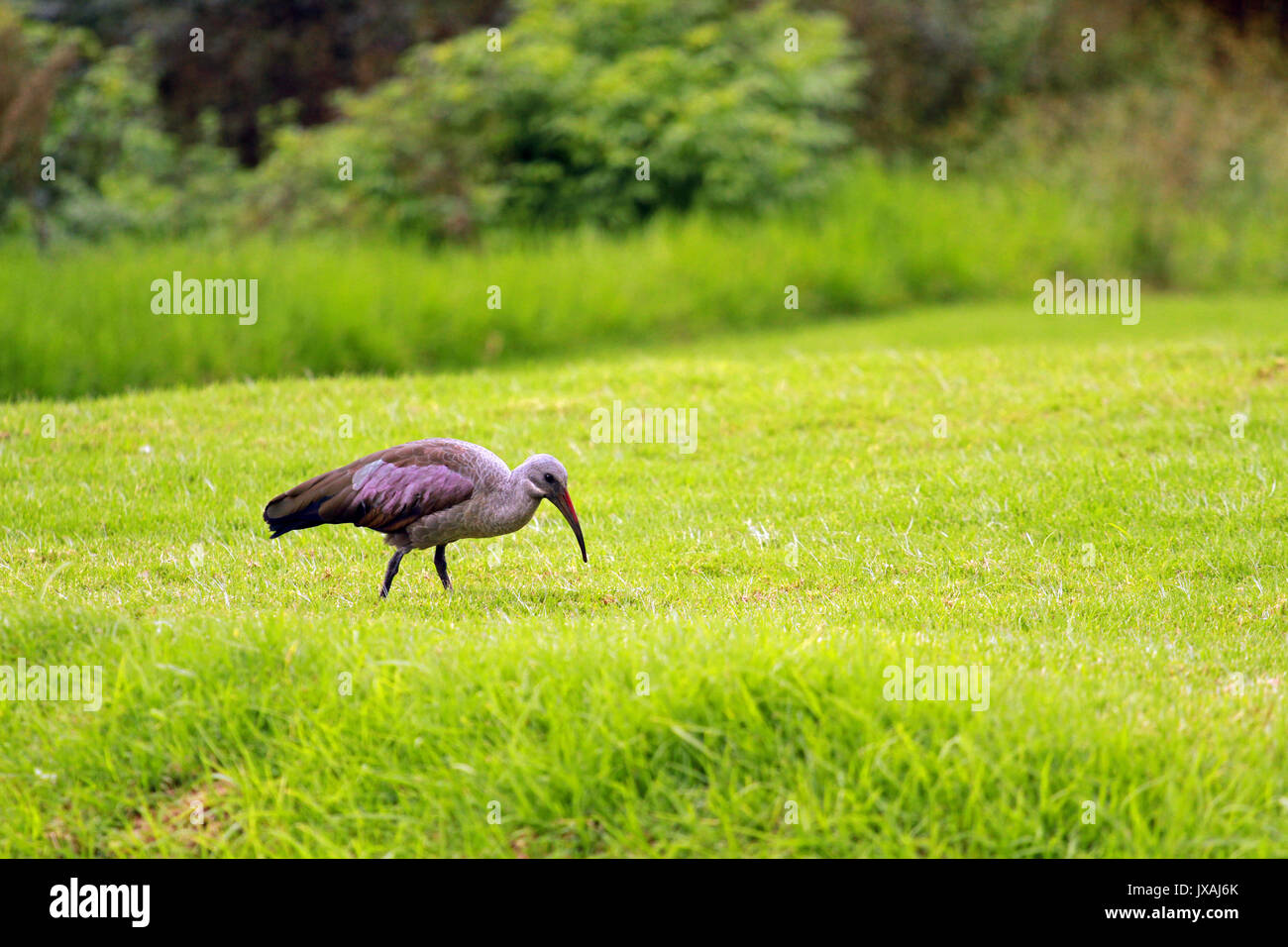 Hadada ibis, Sun City, Südafrika Stockfoto