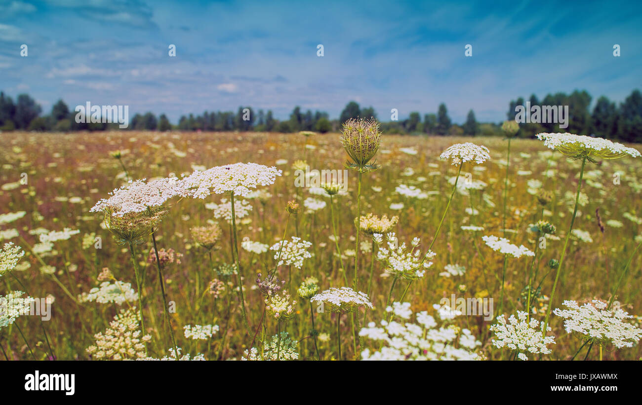 Wildnis. Schönheit wild Sommer Feld mit weißen Blumen unter blauem Himmel Stockfoto