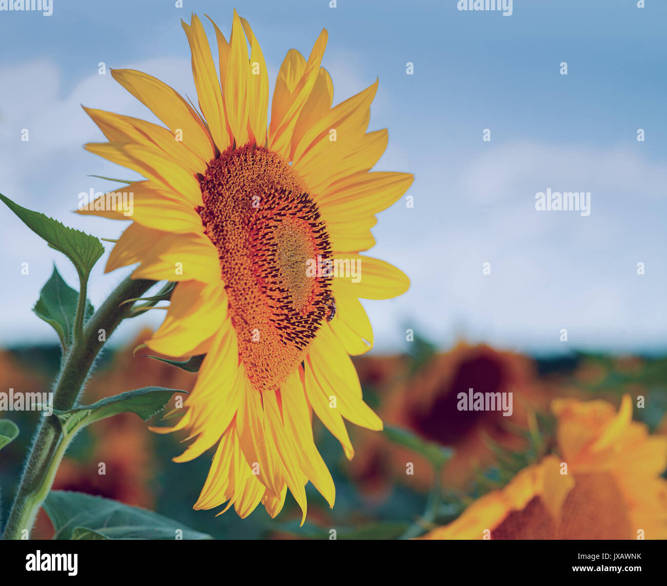Sonnenblume auf dem Gebiet der Schönheit der ländlichen Hintergrund für Ihr Design Stockfoto