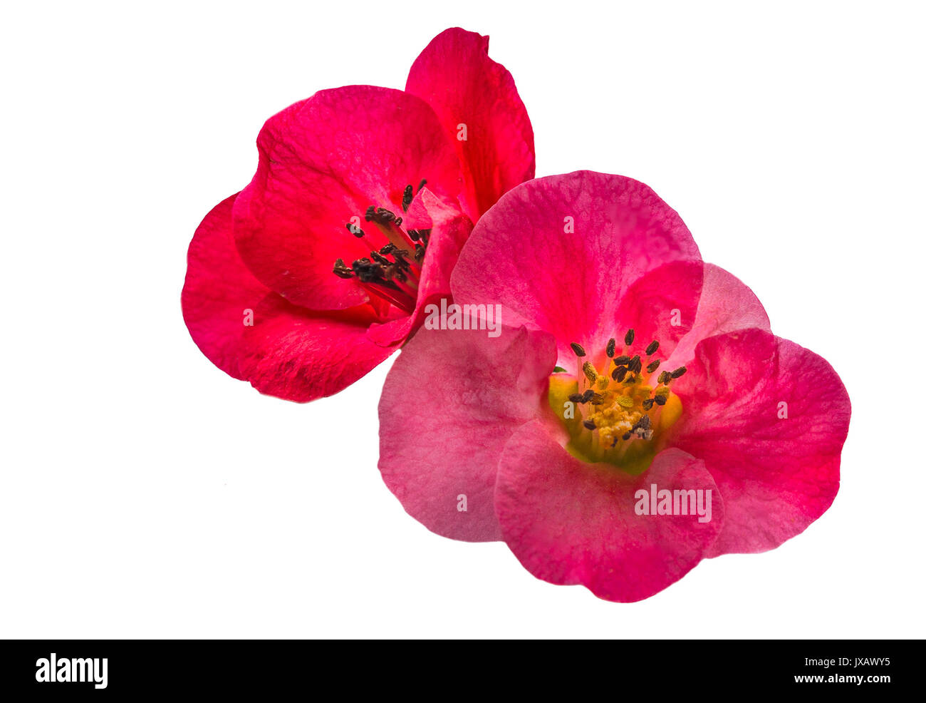 Rote Pflaume auf weißem Hintergrund Stockfoto