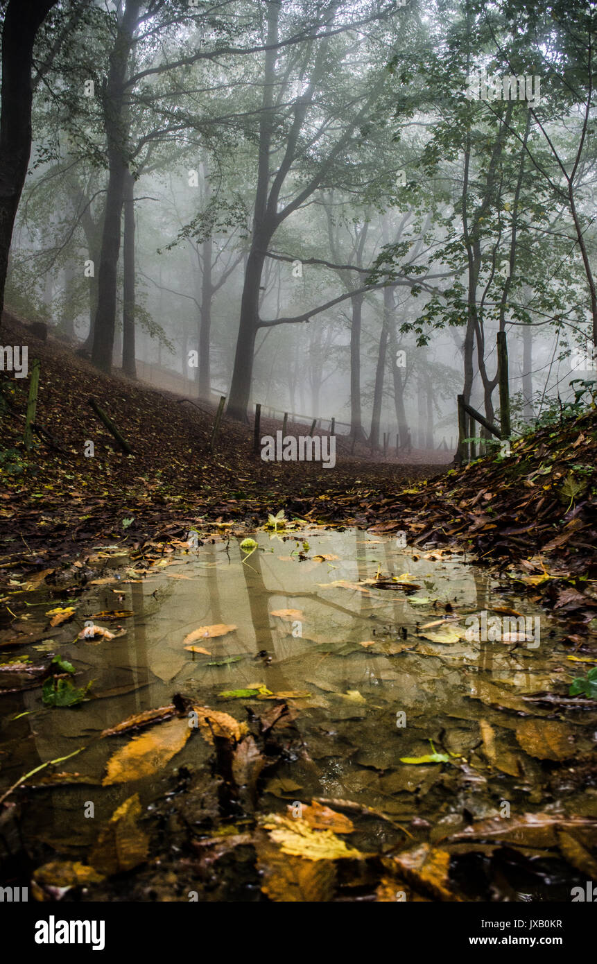 Regen Pfütze mit Reflexion in der nebligen Wald. Stockfoto