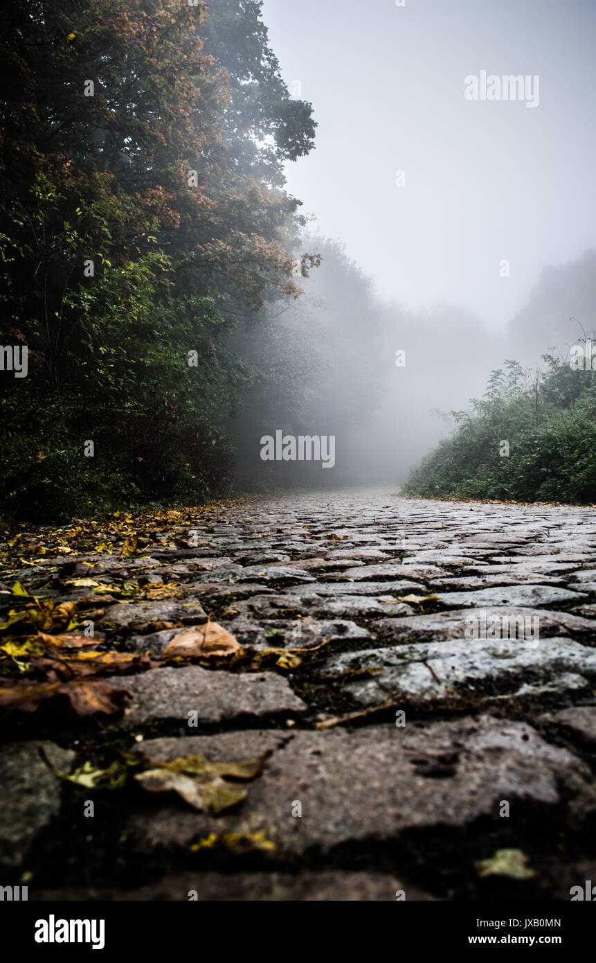 Cobbly Straße in der nebligen Wald an einem Herbsttag. Stockfoto