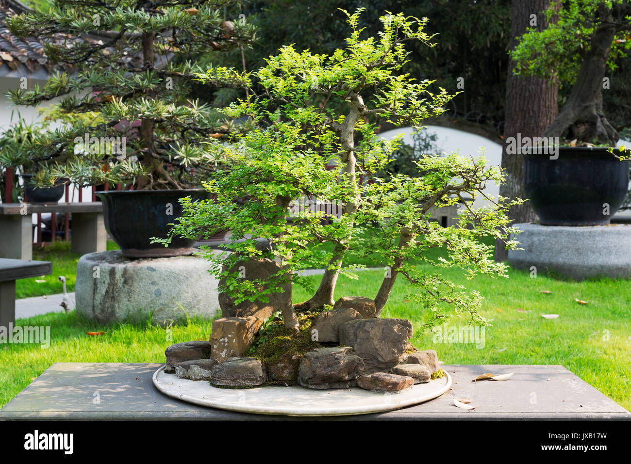 Bonsai Baum in einem Chengdu Park Stockfoto