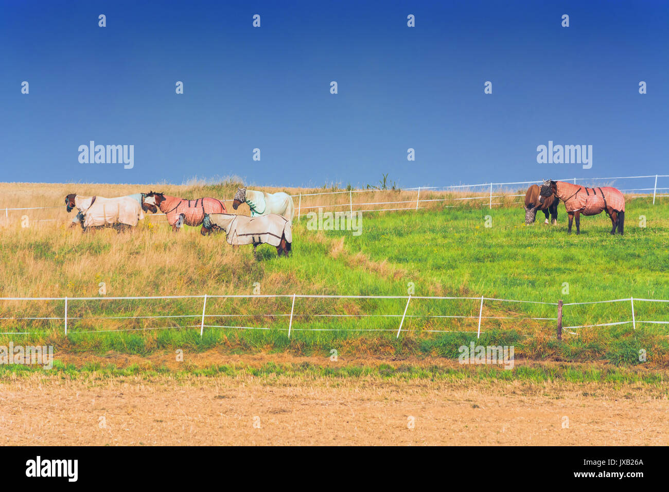 Sechs Pferde mit verschiedenen farbigen Decken Stockfoto