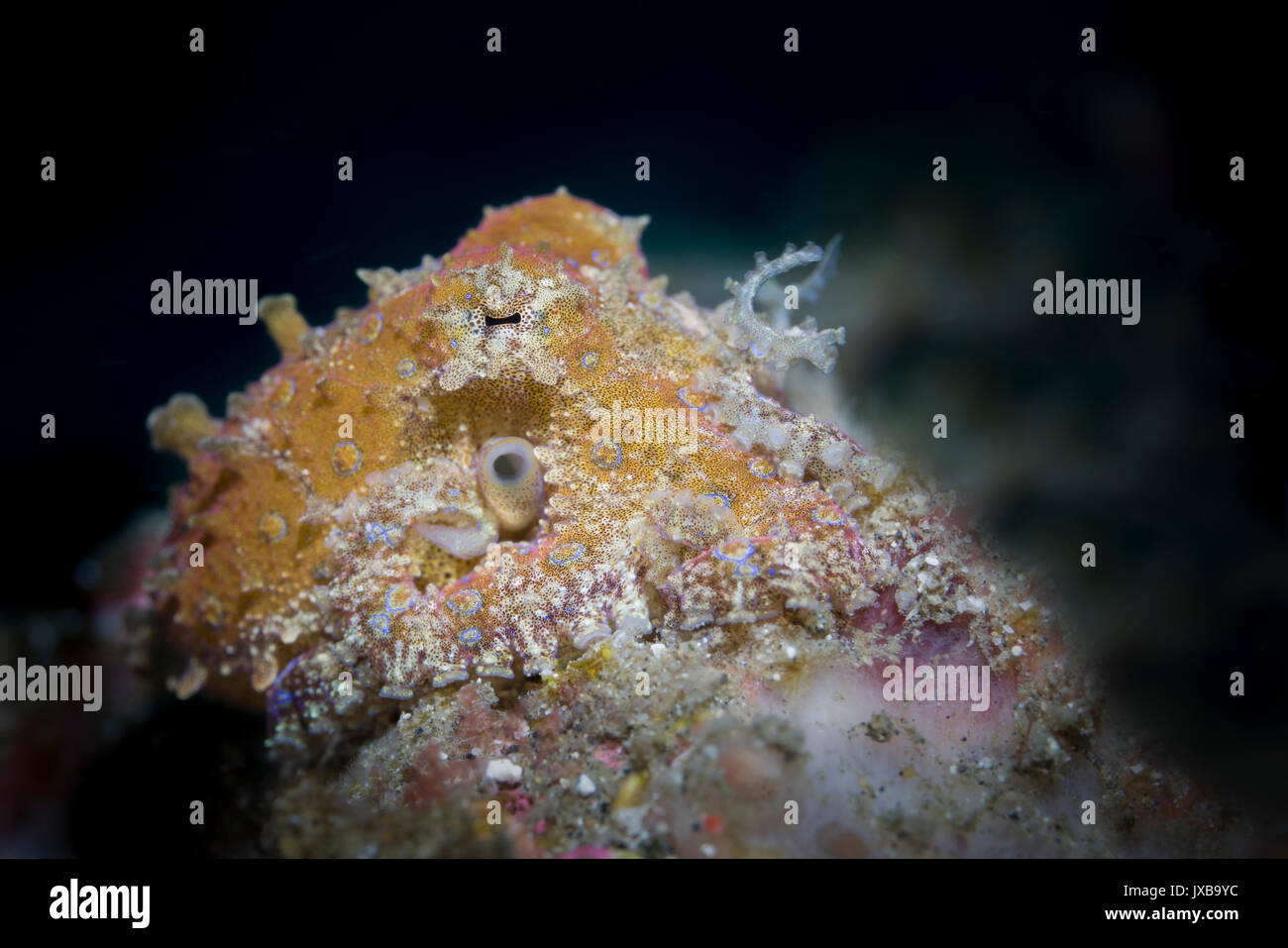 Blau-beringte Krake (Hapalochlaena SP.) in der Lembeh-Strait Stockfoto
