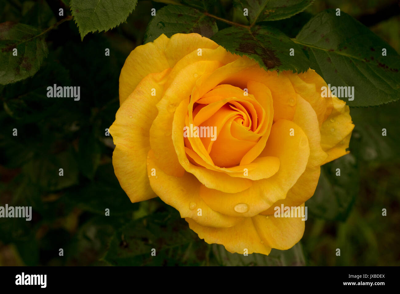 Einzelne gelbe Rose Nahaufnahme nach regen Stockfoto