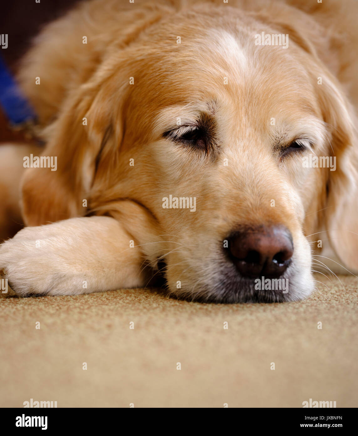 Ein Haustiere als Therapiehund Rentner besuchen an ein Pflegeheim in East Sussex, UK. Stockfoto