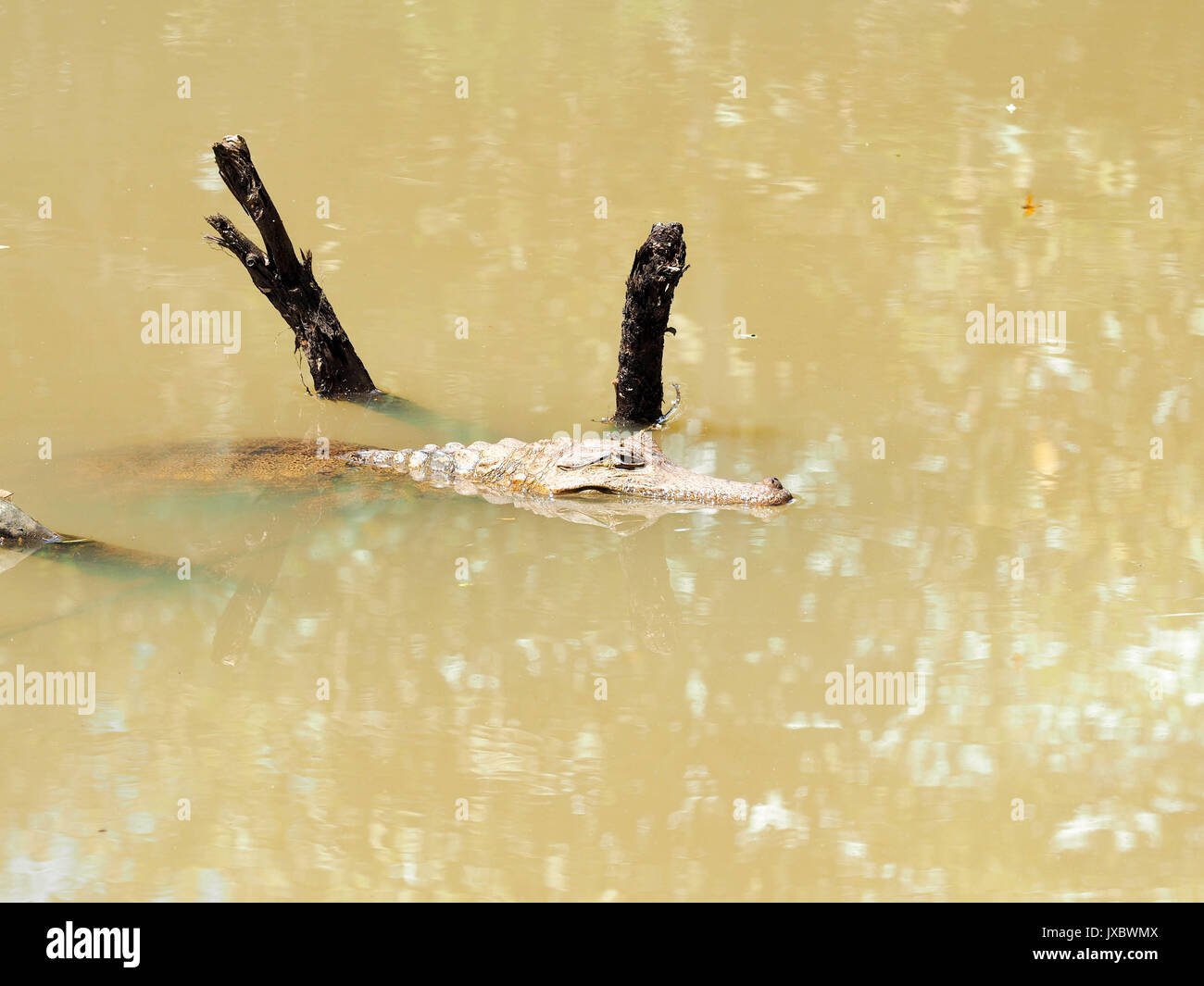 Cayman im Fluss Amazonien am Äquator 08/03/2017 Stockfoto
