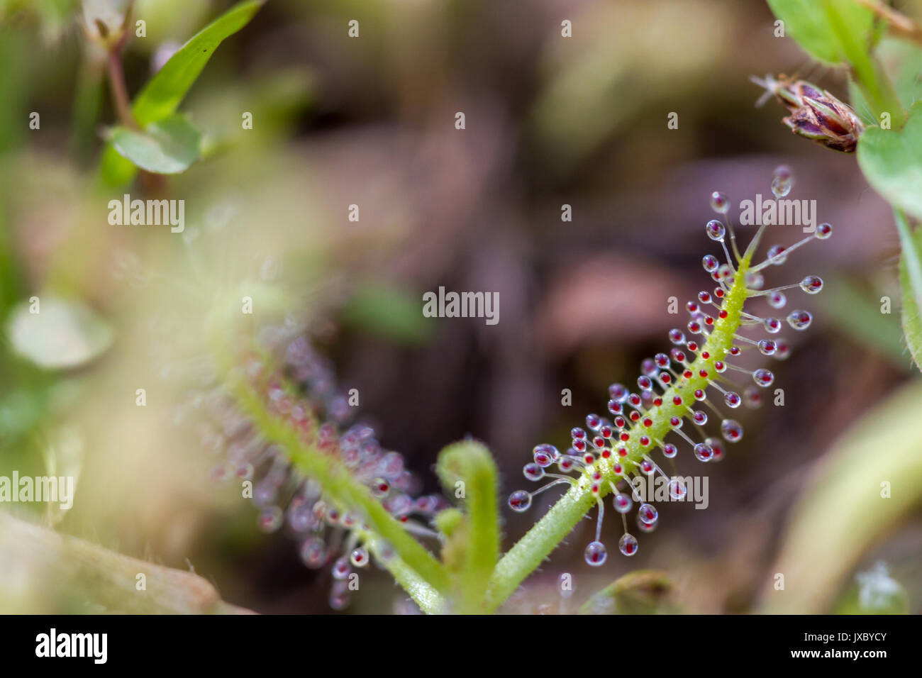 Blumen an Kaas, Hochebene von Blumen Stockfoto