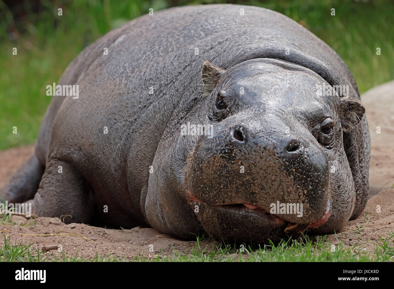 Zwergflusspferd (Choeropsis liberiensis, Hexaprotodon liberiensis
