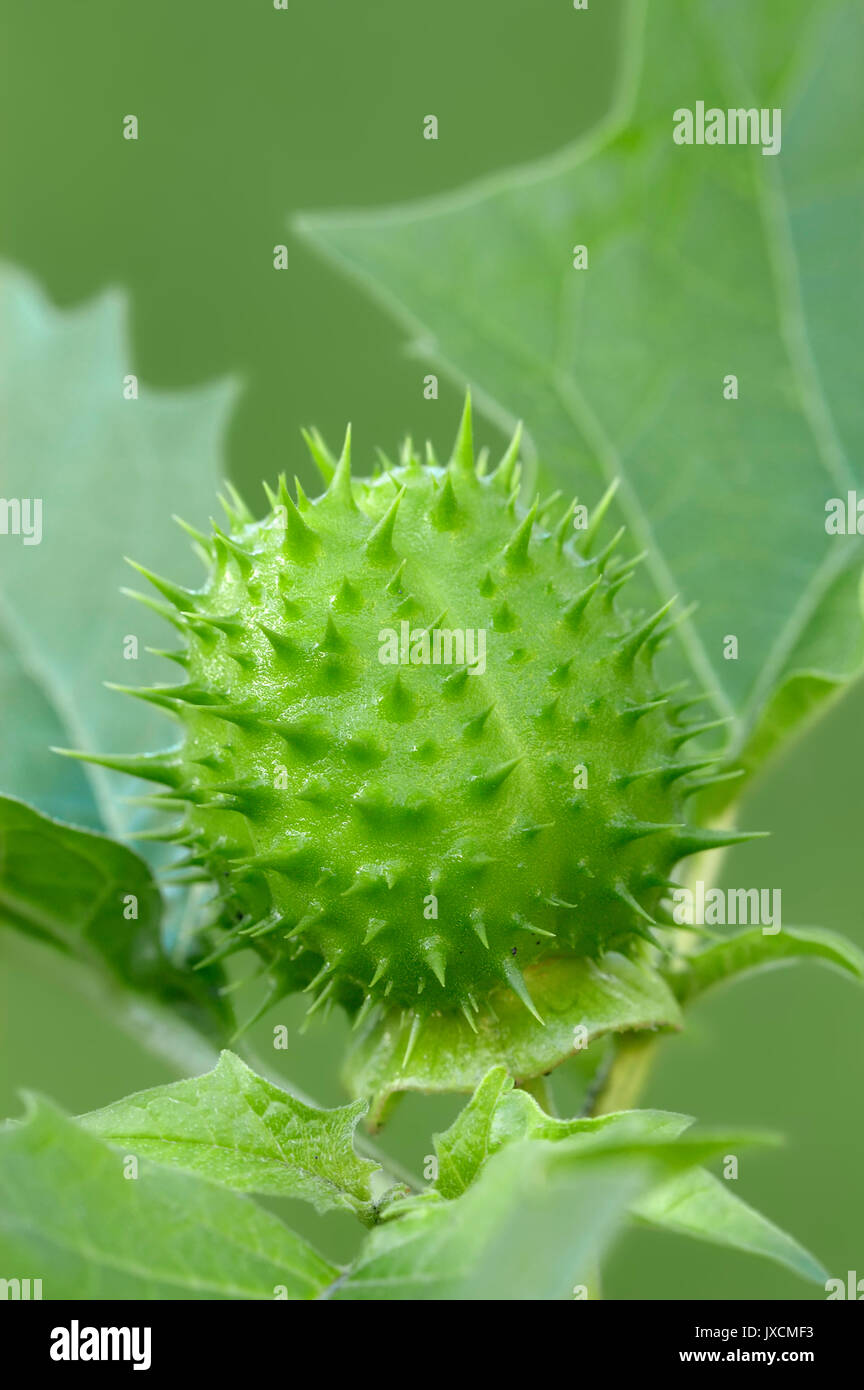 Thorn Apple, Obst-/(Datura stramonium) | Weisser Stechapfel, Frucht/(Datura stramonium) Stockfoto