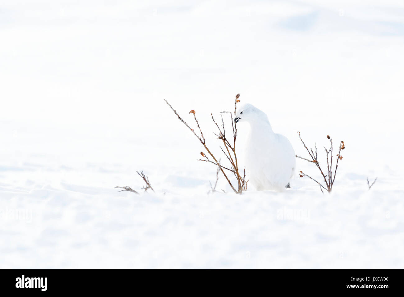 Willow ptarmigan (Lagopus lagopus), nahrungssuche von Willow in der Tundra, Churchill, Manitoba, Kanada Stockfoto