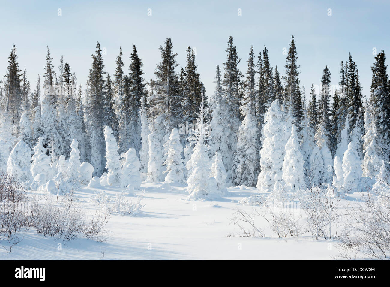 Schneebedeckte Tannen, Churchill, Manitoba, Kanada Stockfoto