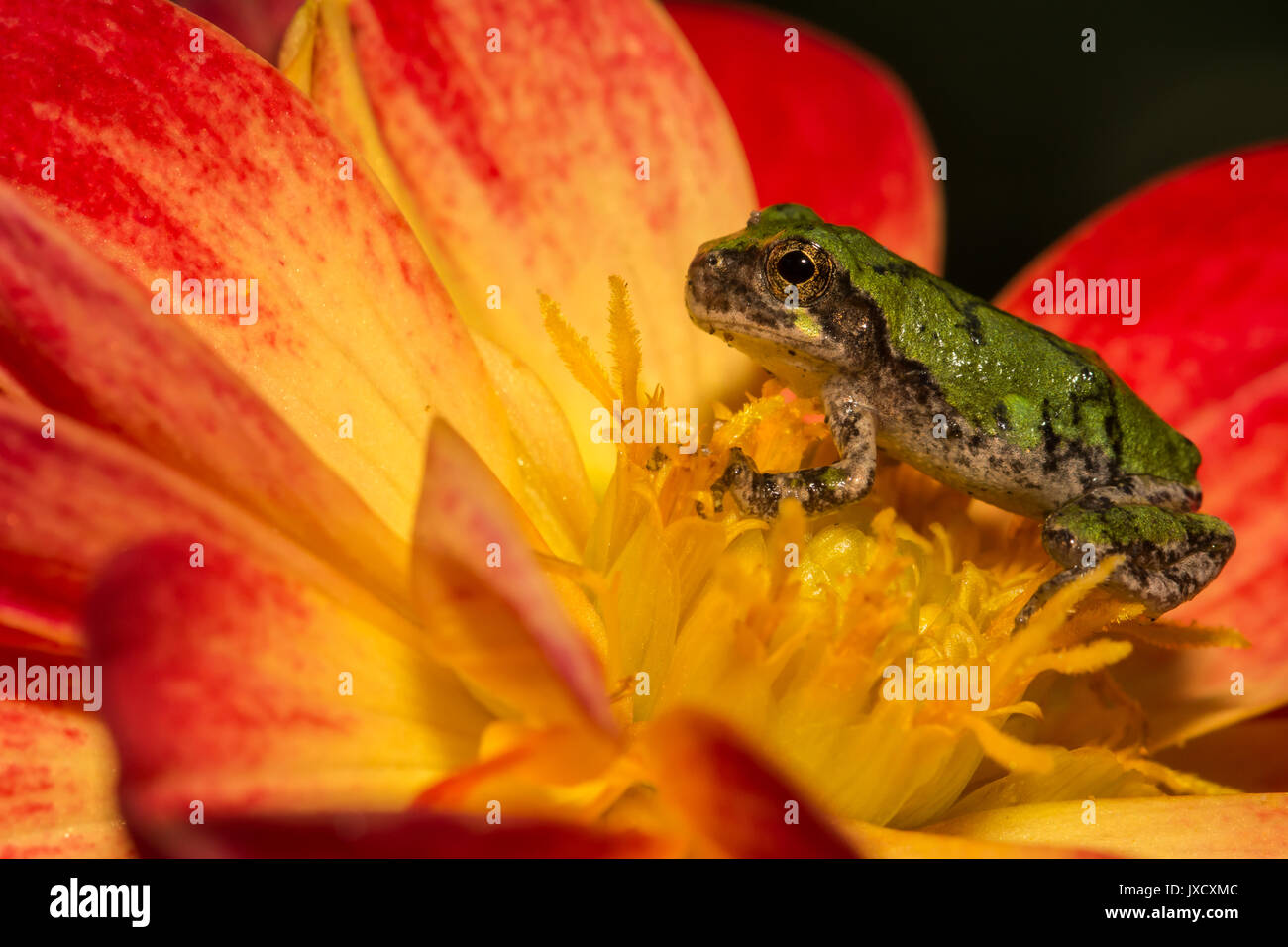 Ein grauer Laubfrosch auf einer Blume im Garten. Stockfoto