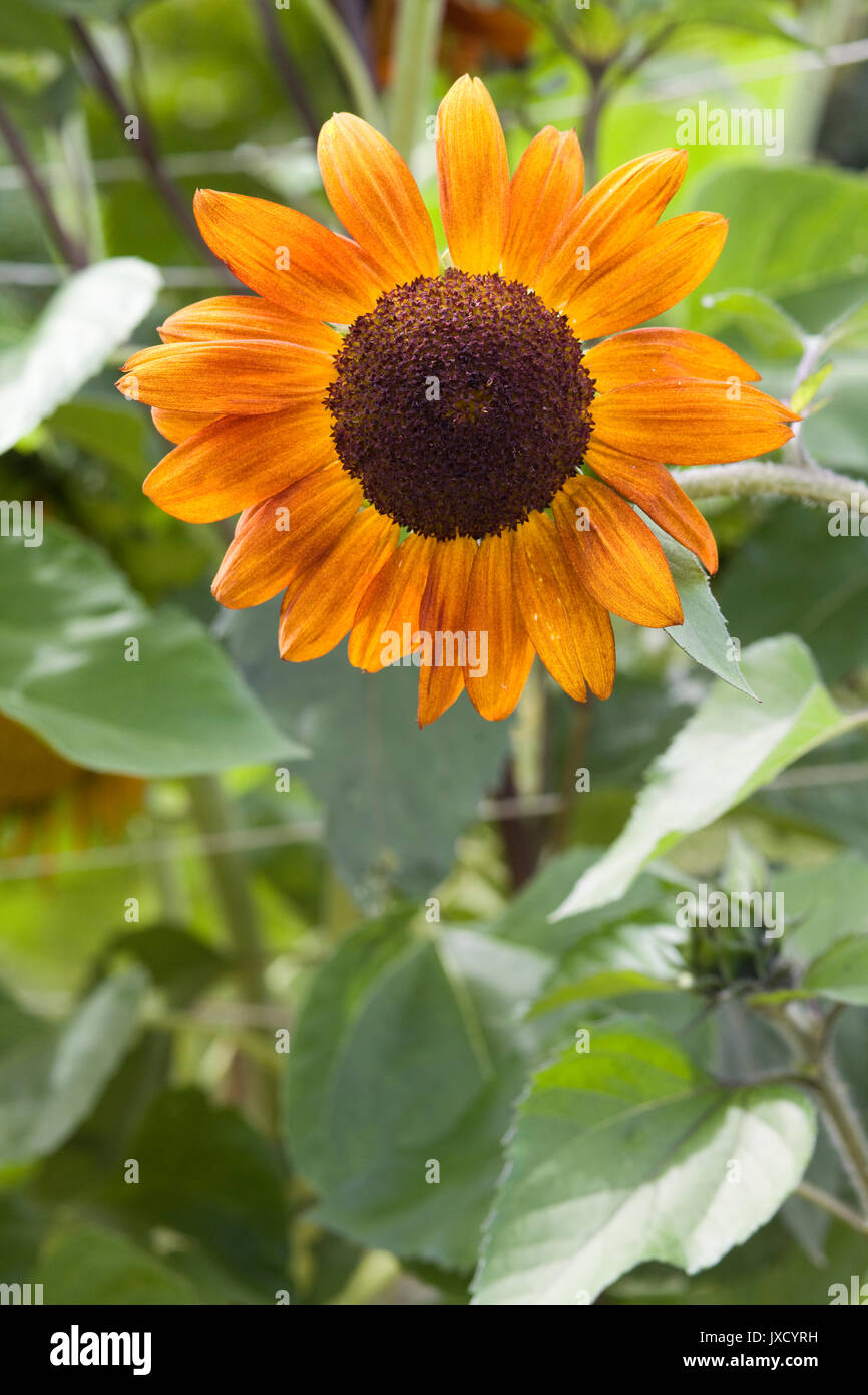 Helianthus Annuus. Sonnenblume "Claret" Stockfoto