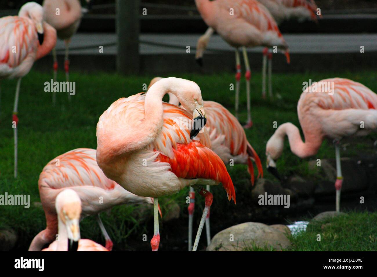 Scharen von Flamingos an der Calgary Zoo Stockfoto