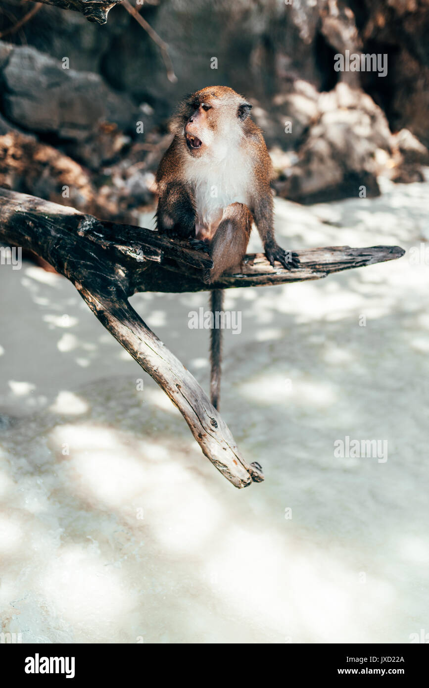 Affen im Wasser spielen bei Monkey Beach in der Nähe von Thailand Koh Phi Phi Island und Phuket. Stockfoto