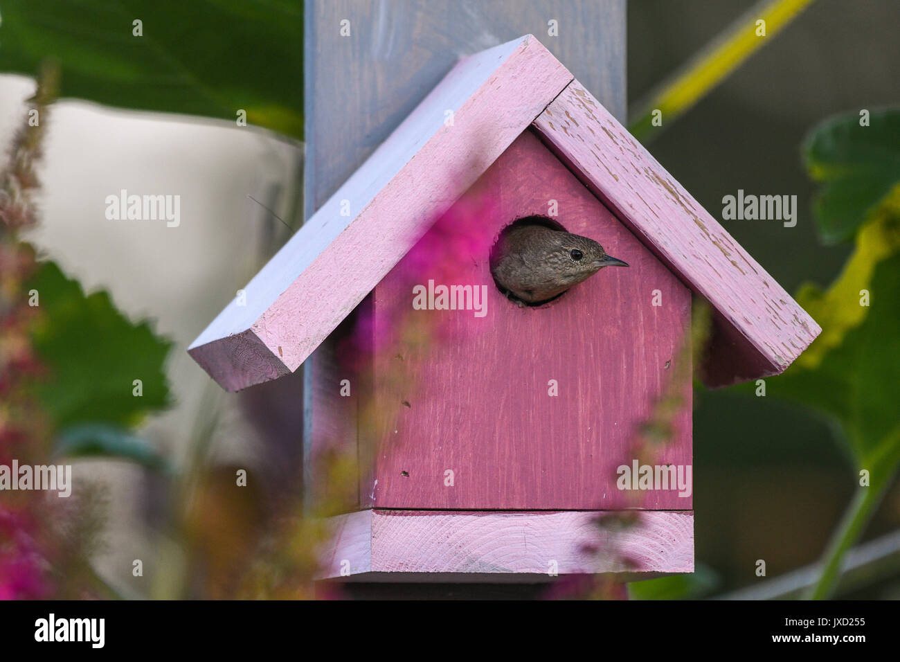 Junge Haus Wren spitzen Kopf aus rosa Vogel Haus Stockfoto