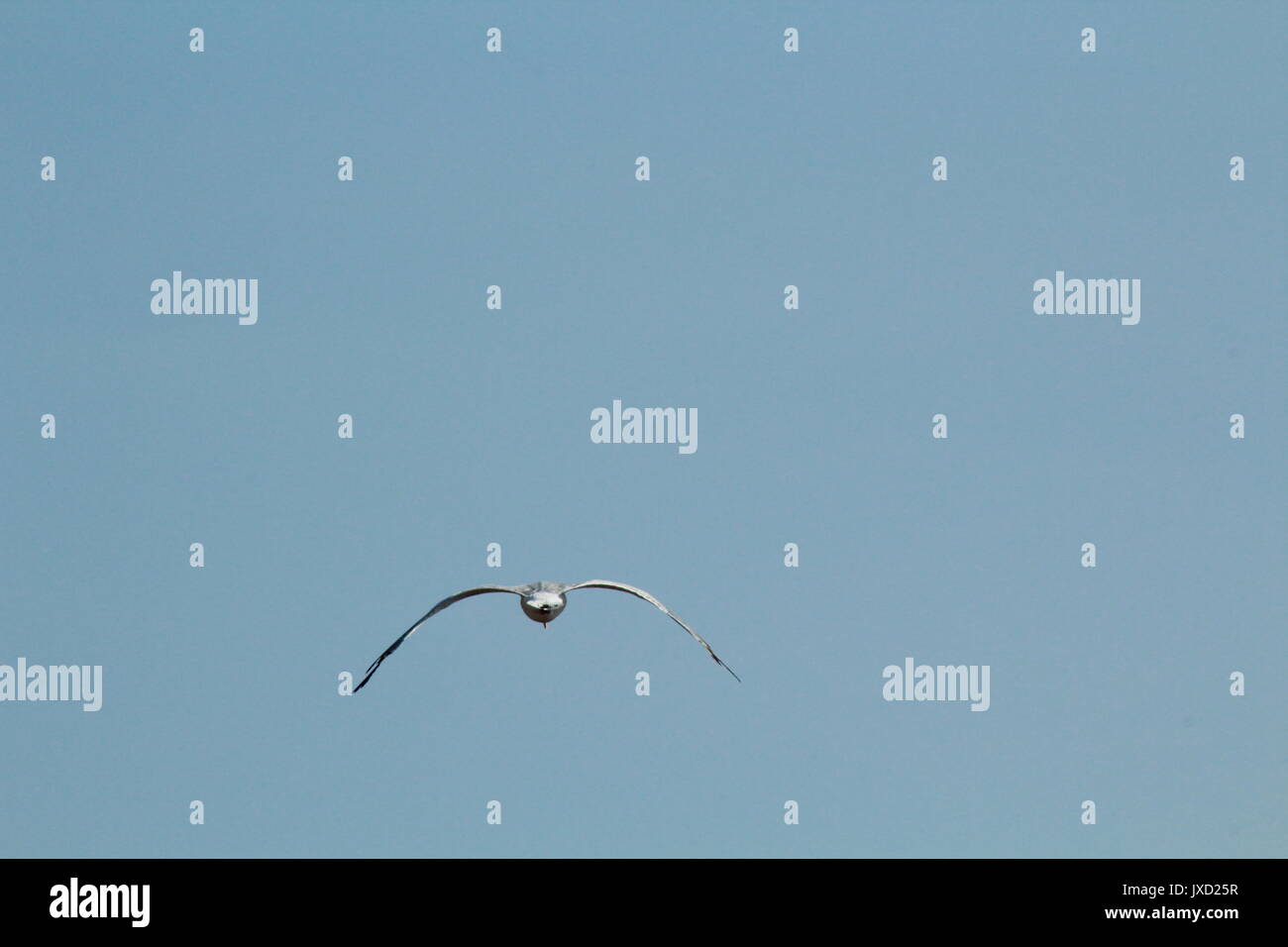 Möwe das Fliegen in den klaren, blauen Himmel an der Küste. Stockfoto