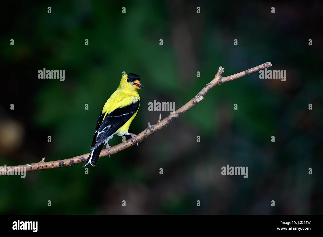 American Goldfinch thront auf einem Zweig Stockfoto
