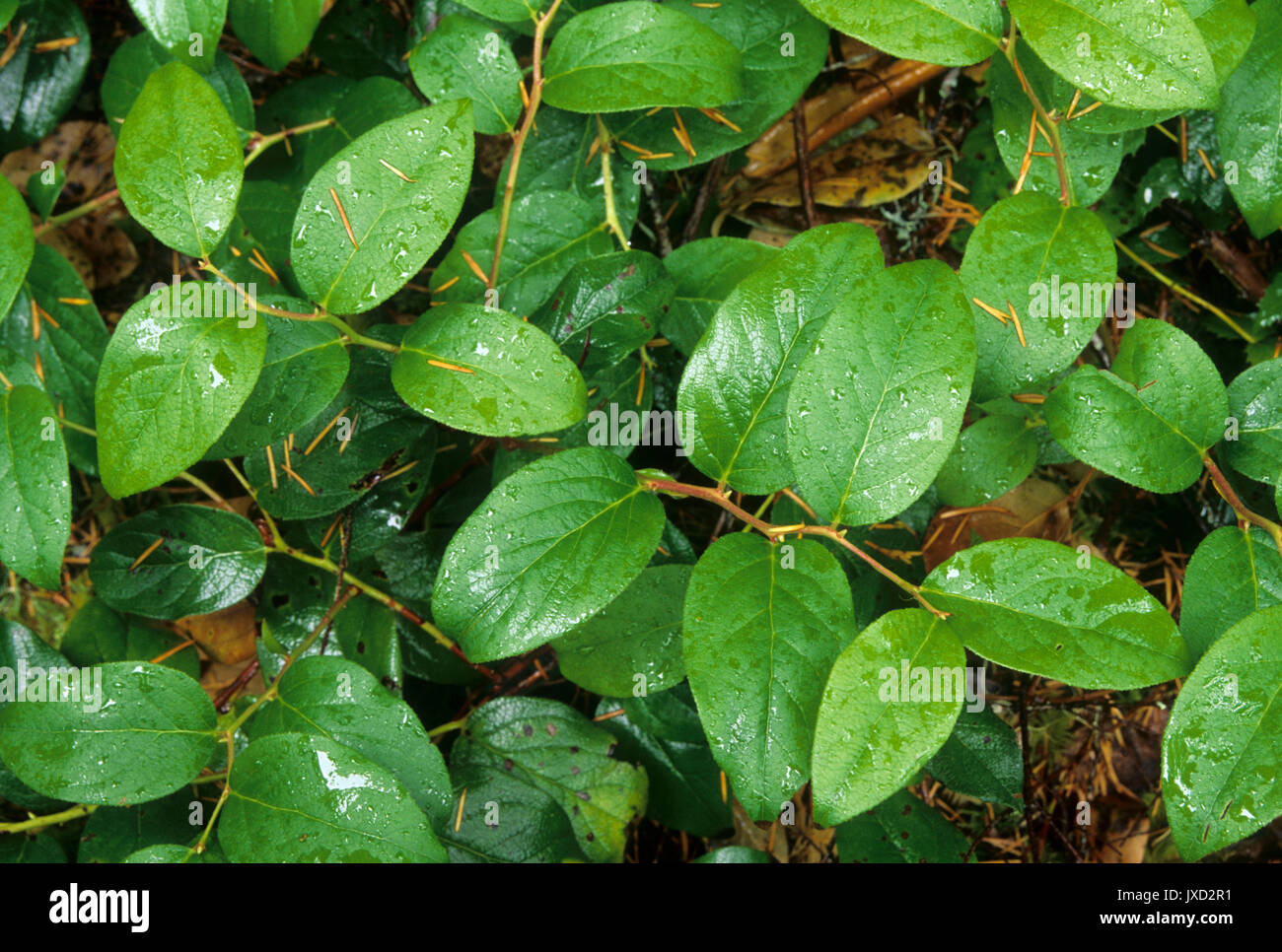 Salal, Lachs Huckleberry Wüste, Mt Hood National Forest, Oregon Stockfoto