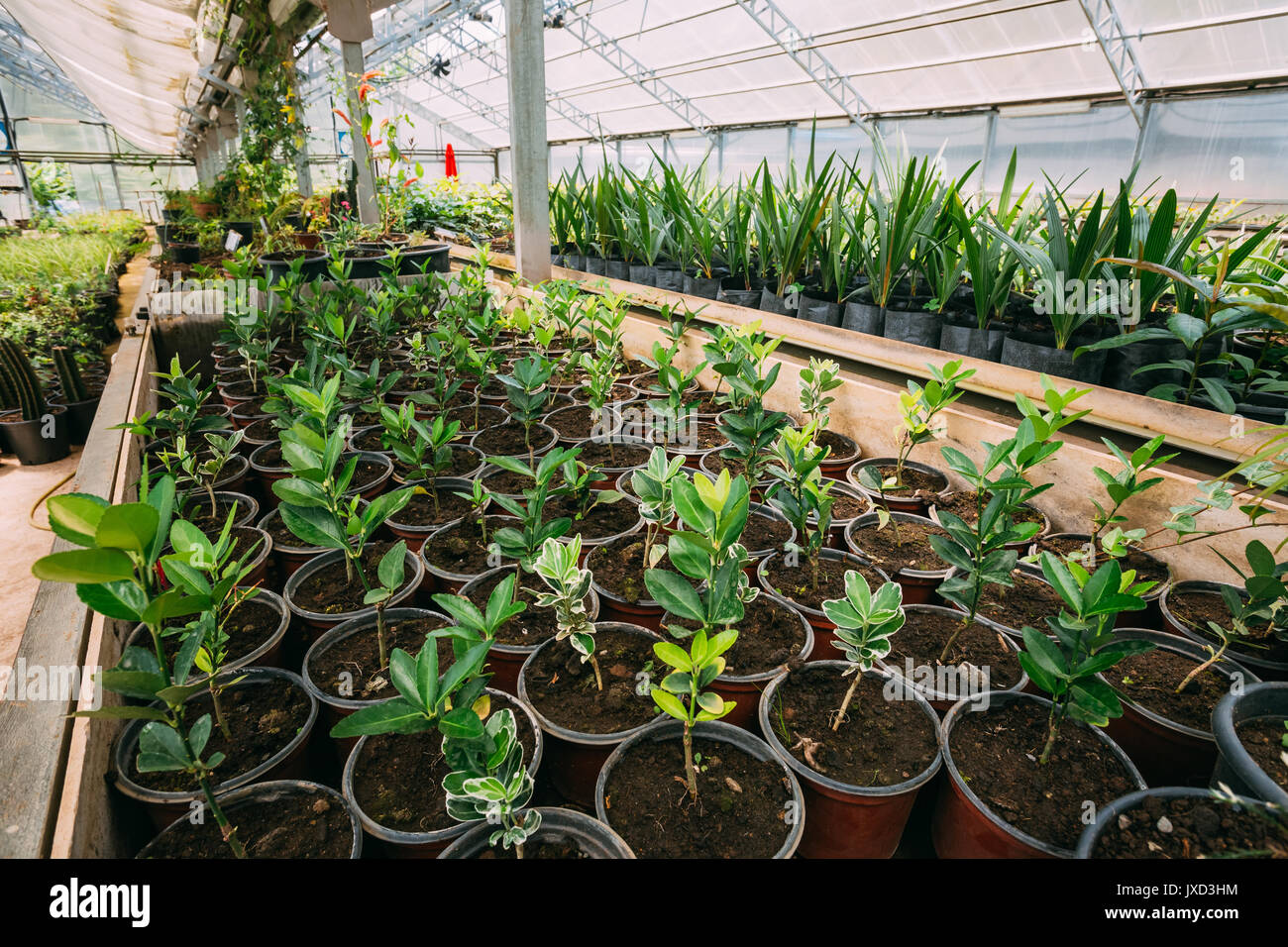 Grünen Sprossen von Pflanzen aus dem Boden In Töpfen im Gewächshaus oder Gewächshaus. Frühling, Konzept des neuen Lebens. Stockfoto