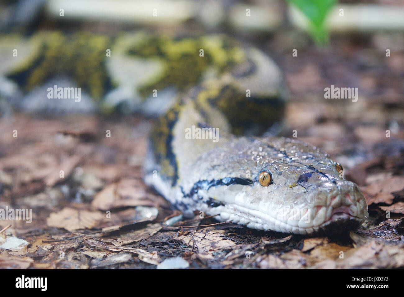 Netzpython Nahaufnahme mit Schwerpunkt auf dem Kopf Stockfoto