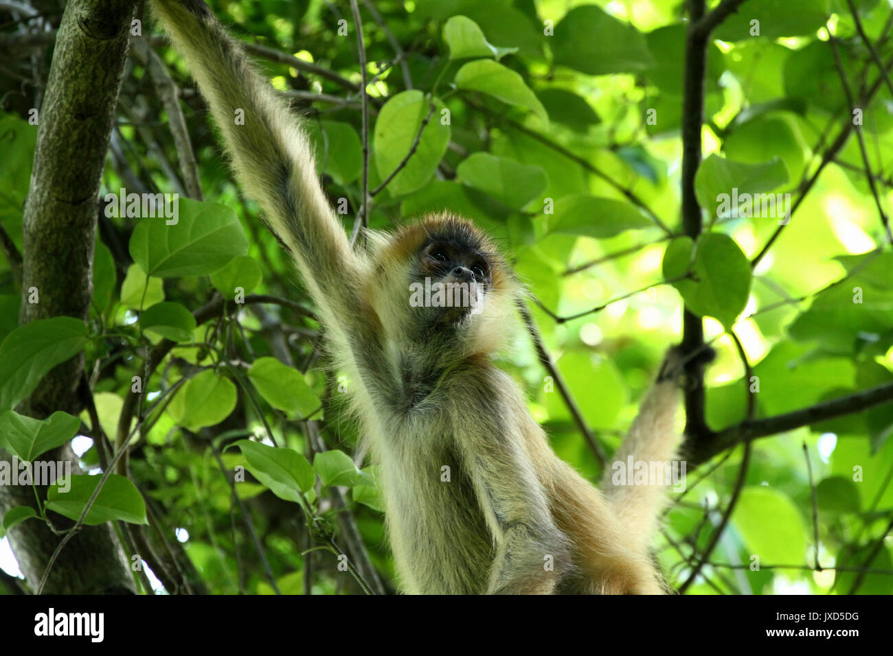 Affe im Dschungel von Costa Rica-spider Monkey goffrey Stockfoto