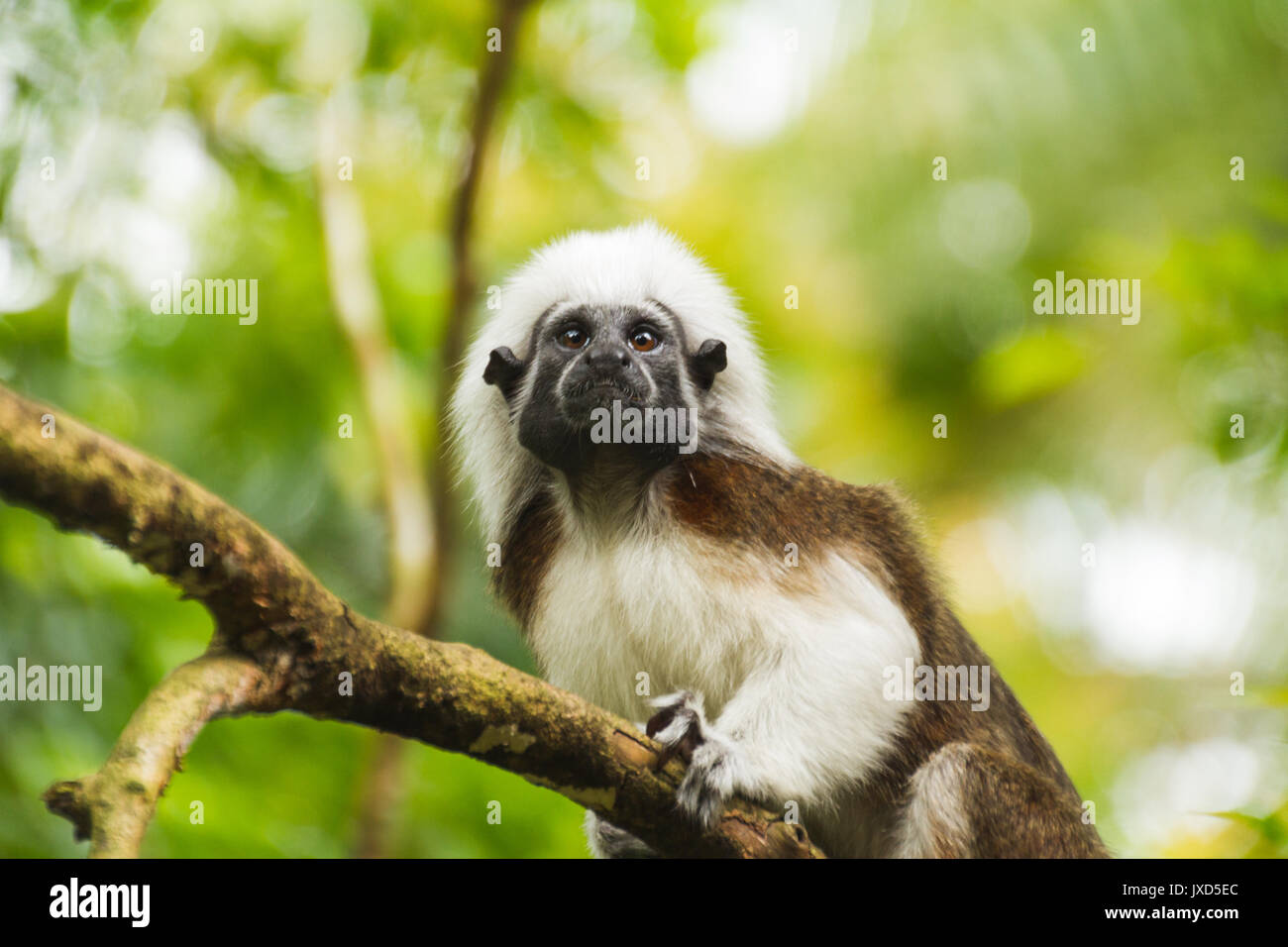 Kleiner Affe auf Baum im grünen Wald Stockfoto