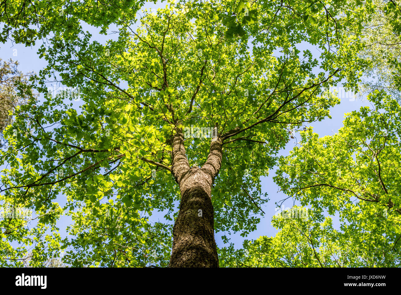 Schönen Laubwald im Sommer Stockfoto