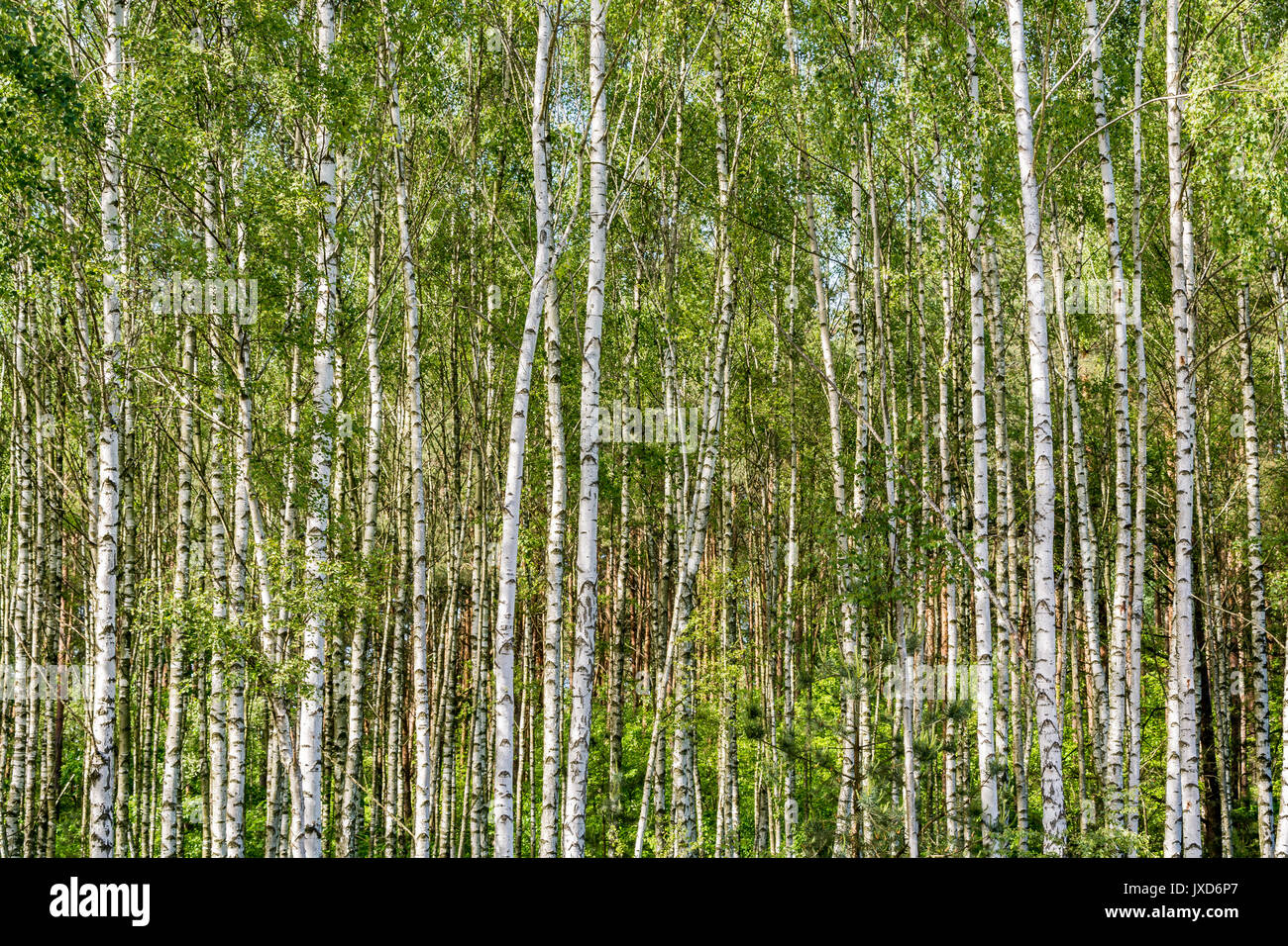 Dichte, junge Birke Wald für Tapeten oder Hintergrund Stockfoto