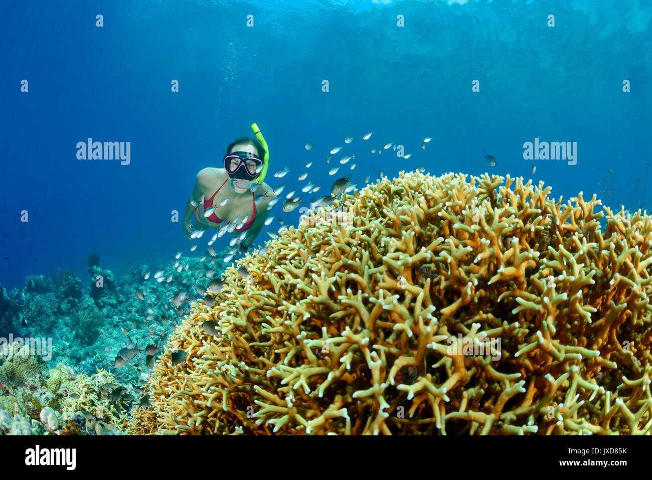 Korallen in gefahr -Fotos und -Bildmaterial in hoher Auflösung – Alamy