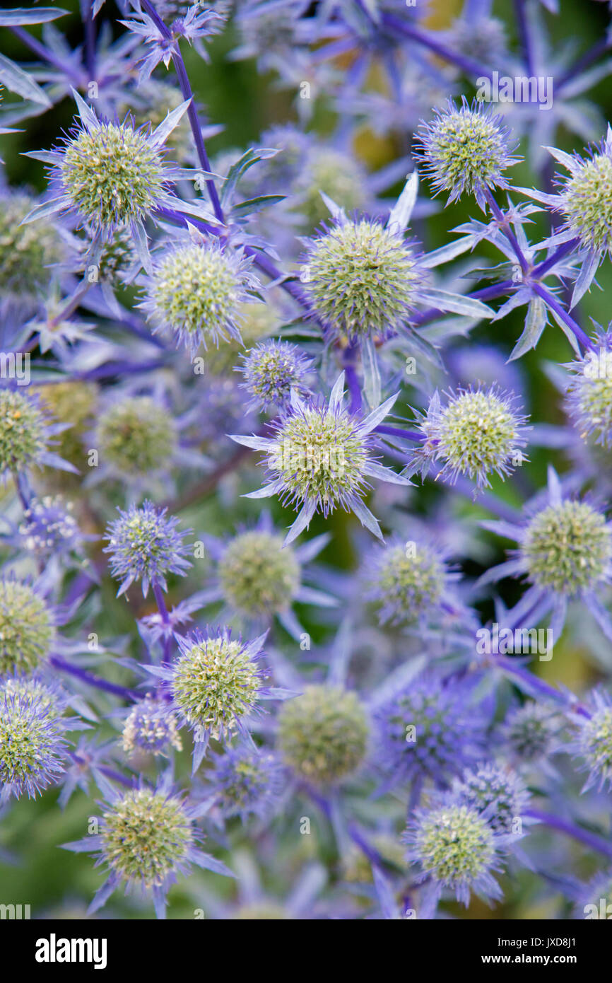 Eryngium bourgatii (Mittelmeer Holly) Stockfoto