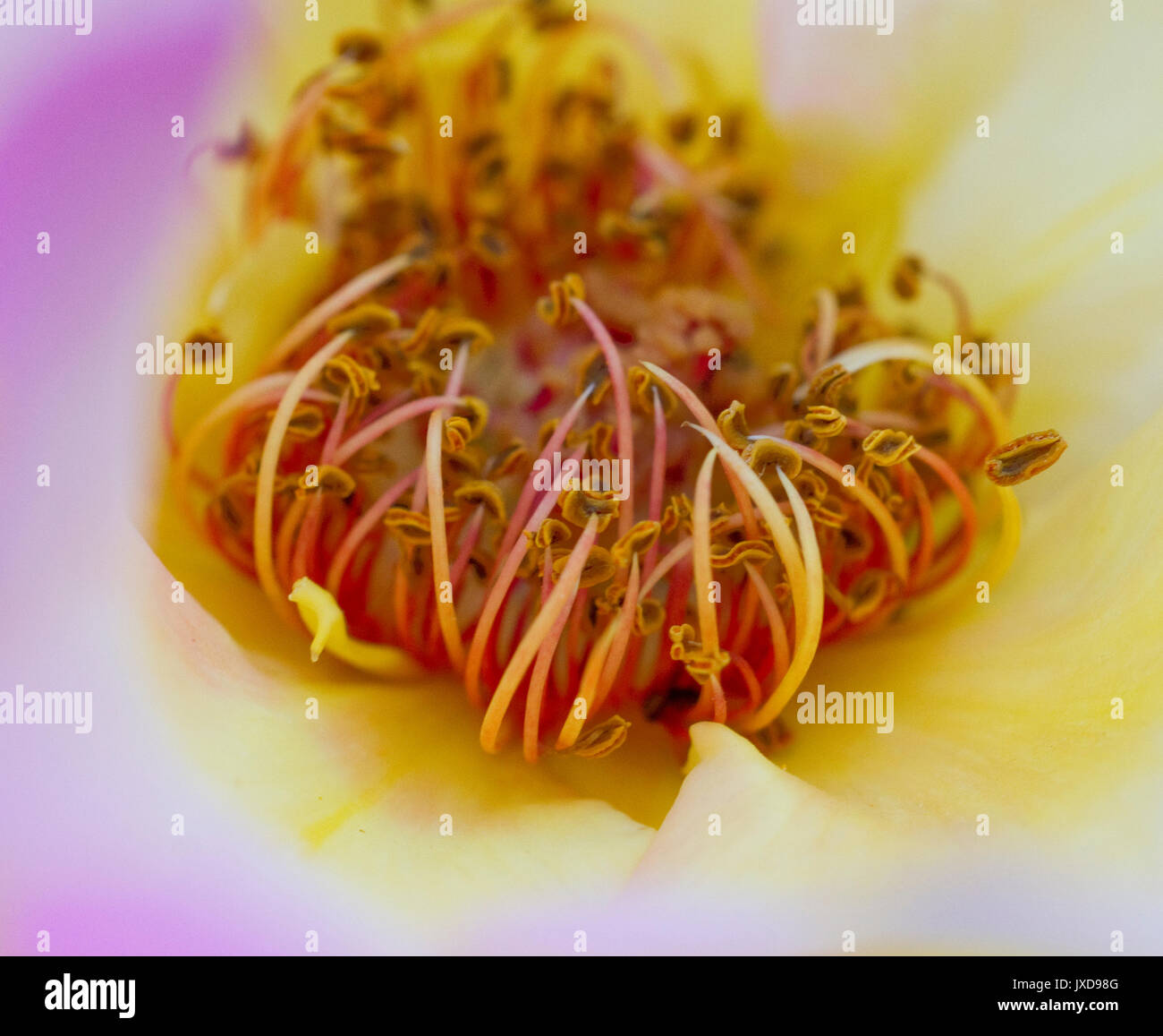 Rose Staubgefäßen Stockfoto