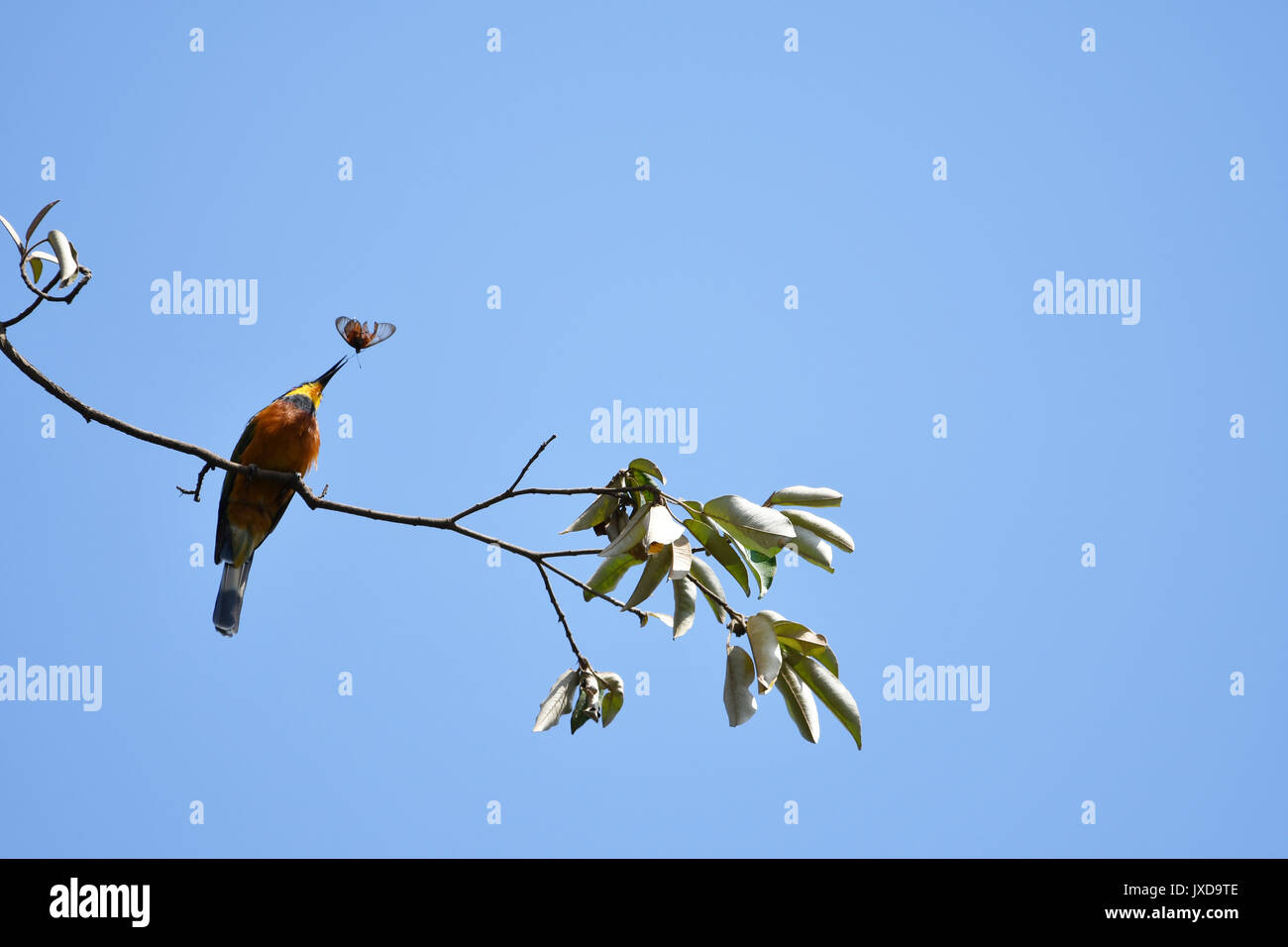 Ein Bee-eater afg ein Schmetterling durch seine Antenne Stockfoto
