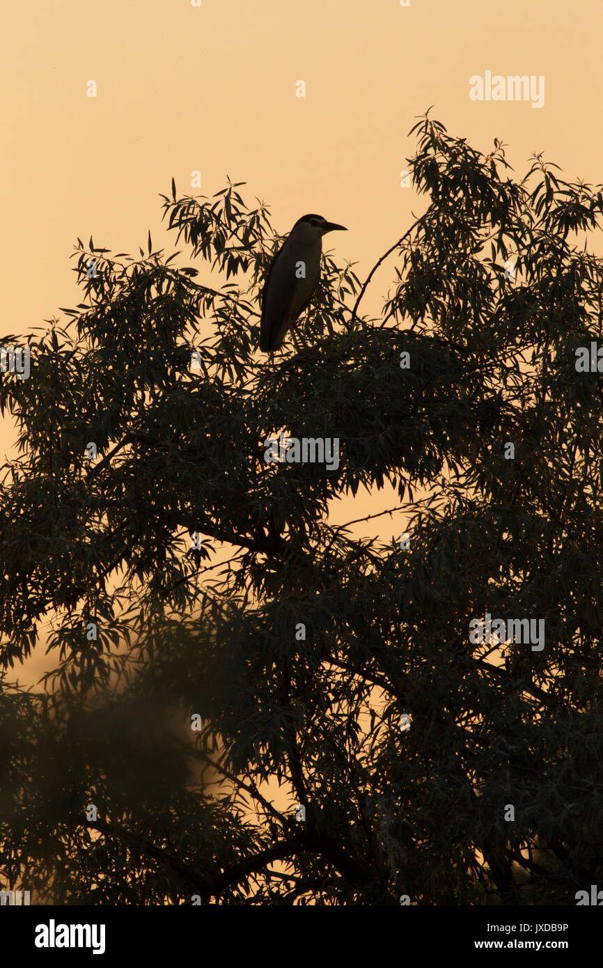 Schwarz - gekrönte Nachtreiher (Nycticorax nycticorax), Erwachsener, Silhouetted, im Baum gehockt Trop, bei Sonnenuntergang, Vojvodina, Serbien, kann Stockfoto