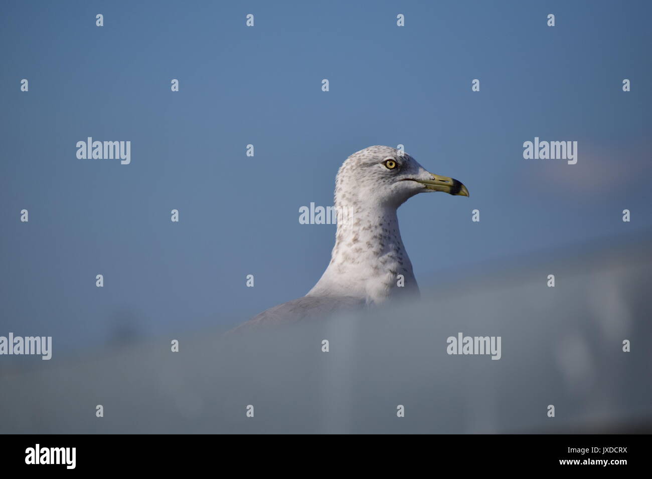 Möwe auf Dach Stockfoto