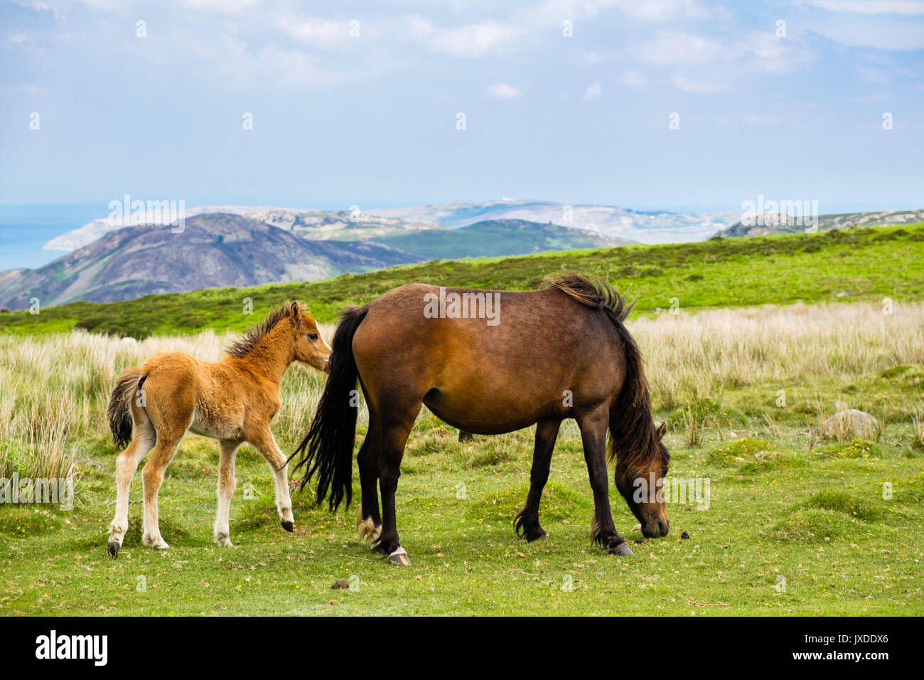 Wild Welsh Mountain Pony mit ein Fohlen in Carneddau Berge der nördlichen Snowdonia National Park oder Eryri. Penmaenmawr Conwy in Wales UK Stockfoto