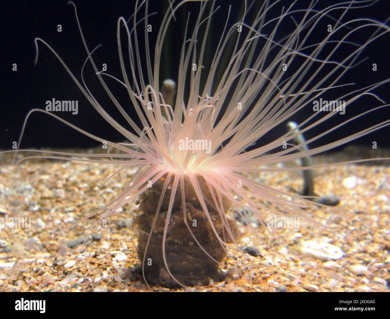 Am Malta National Aquarium Seeanemone in Nahaufnahme mit Tentakeln genommen Stockfoto