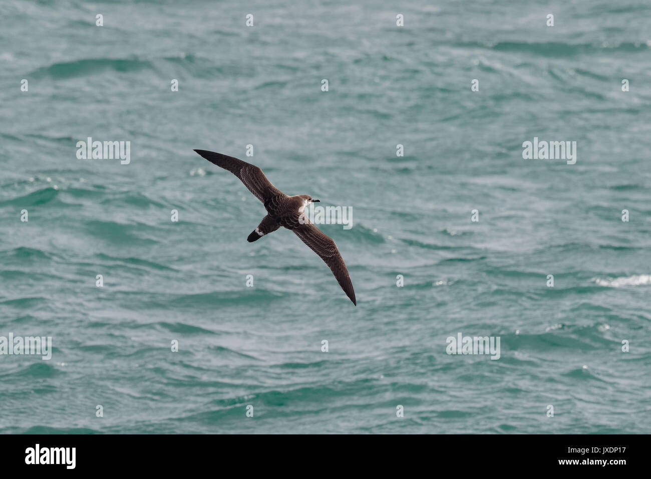 Eine große Shearwater Seabird, Ardenna gravis, früher, Puffinuss gravis, hochfliegende opver Wellen des Ozeans. Dorset, UK, Europa. Stockfoto