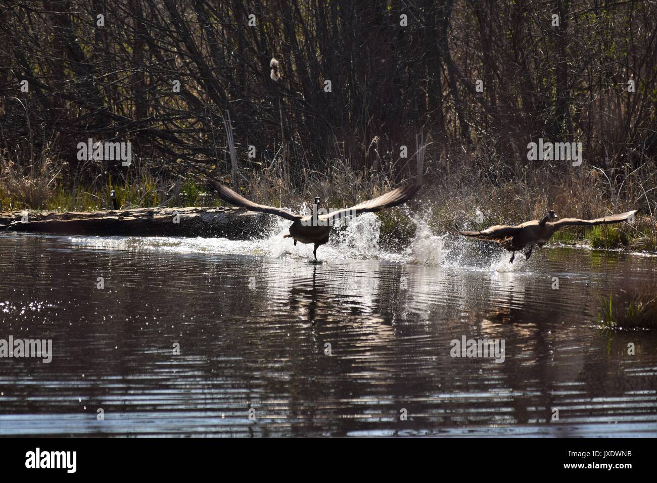 Gänse, die Stockfoto