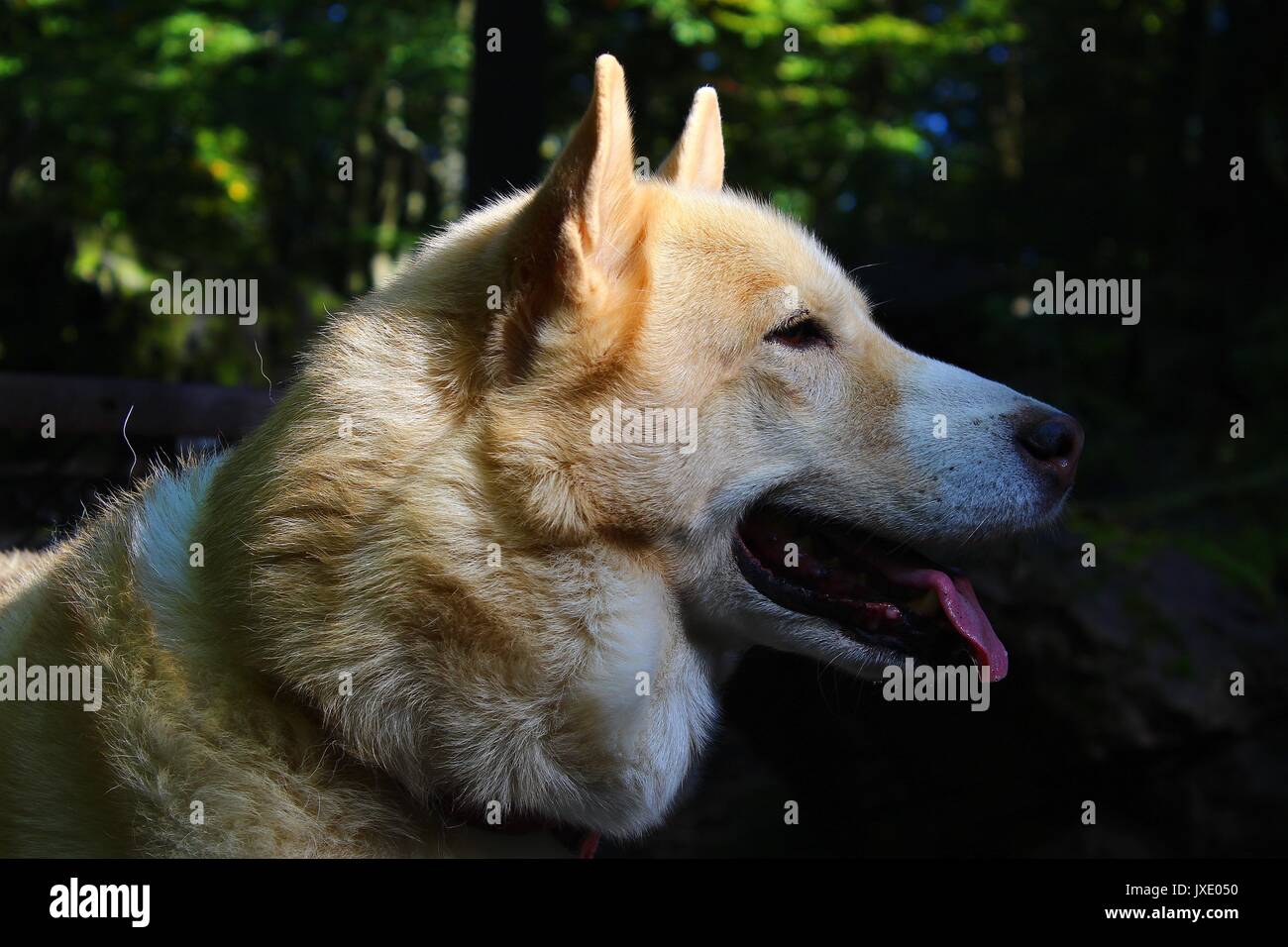 Goldenen Hund an der rechten Seite Stockfoto