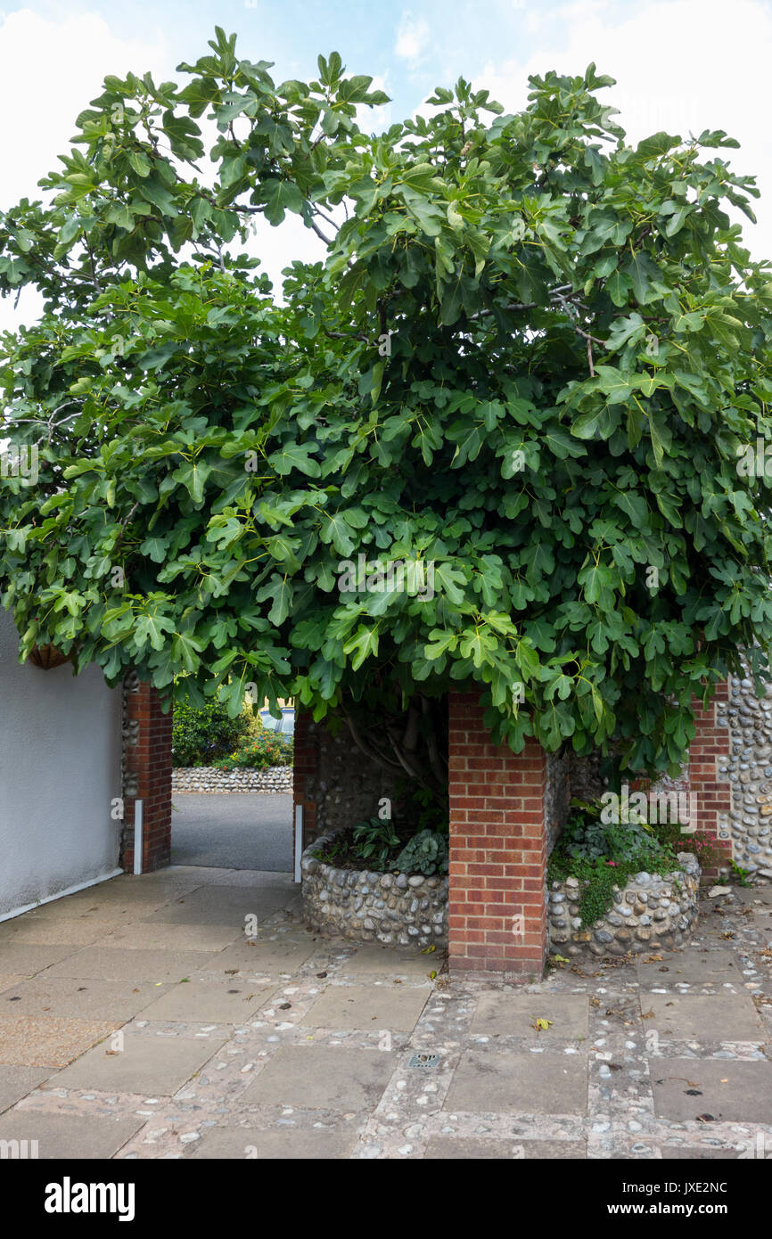 Ein großer Feigenbaum Ficus Carica der Moraceae wachsen in North Norfolk UK Stockfoto