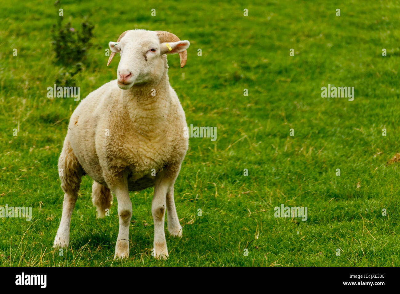 Schafe in der Wimpole Farm Stockfoto
