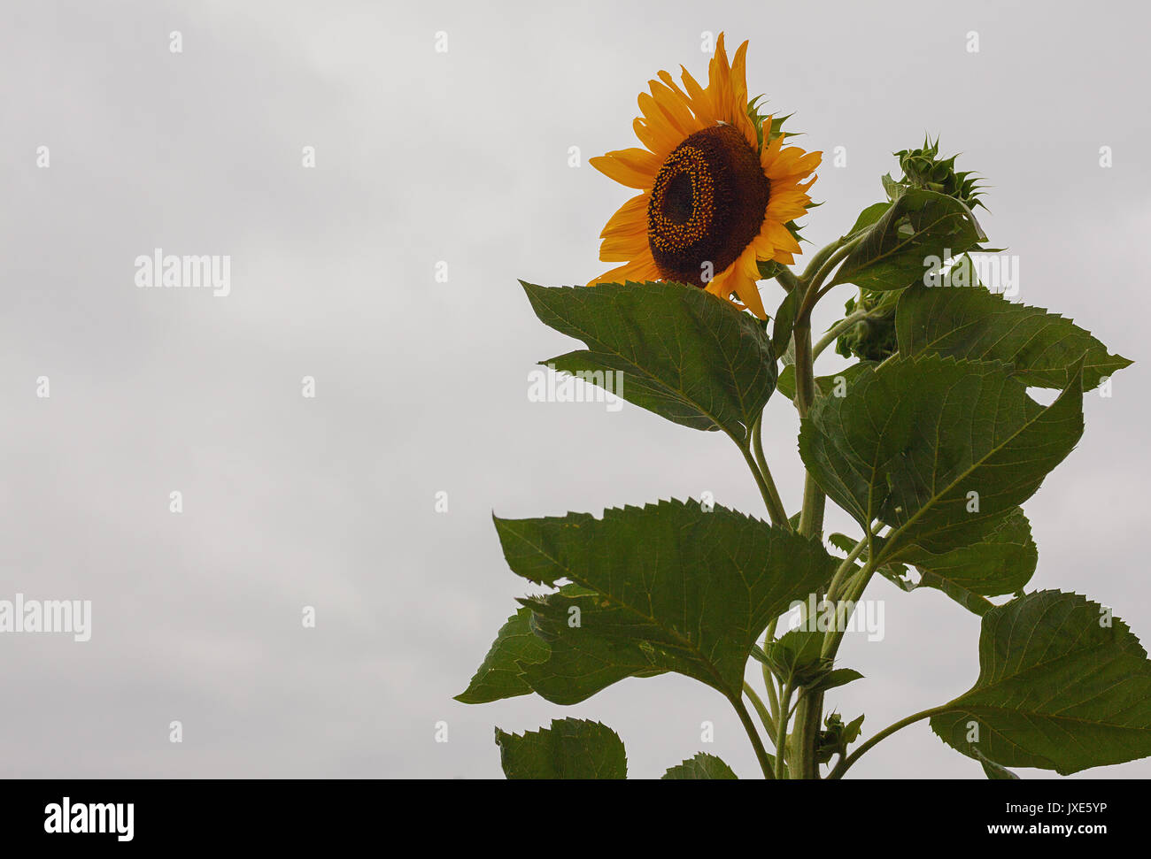 Nur eine große Sonnenblume, Details der Blätter und Blüten. Stockfoto