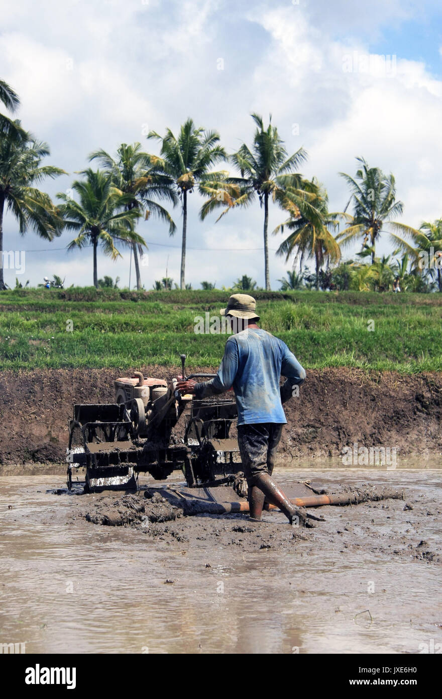 Bali/Indonesien - September 09, 2017: Landwirt in Ubud Pflügen der Reisfelder mit Maschine Stockfoto