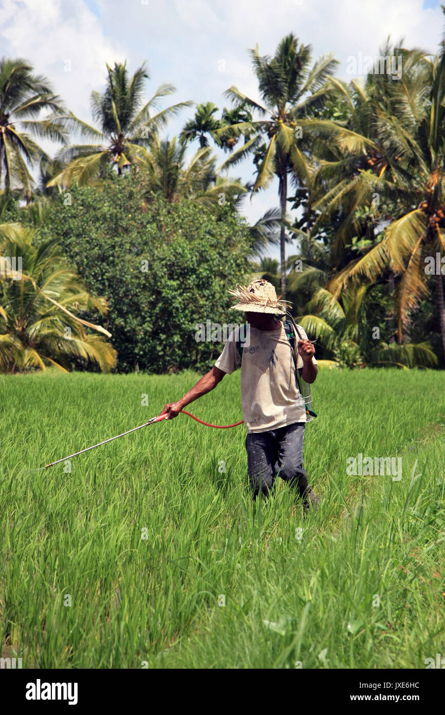 Bali/Indonesien - September 20, 2016: Landwirt in Bali neigen zu seinen Reis Feldfrüchte mit Feldspritze, wandern durch die Reisfelder in Ubud Stockfoto