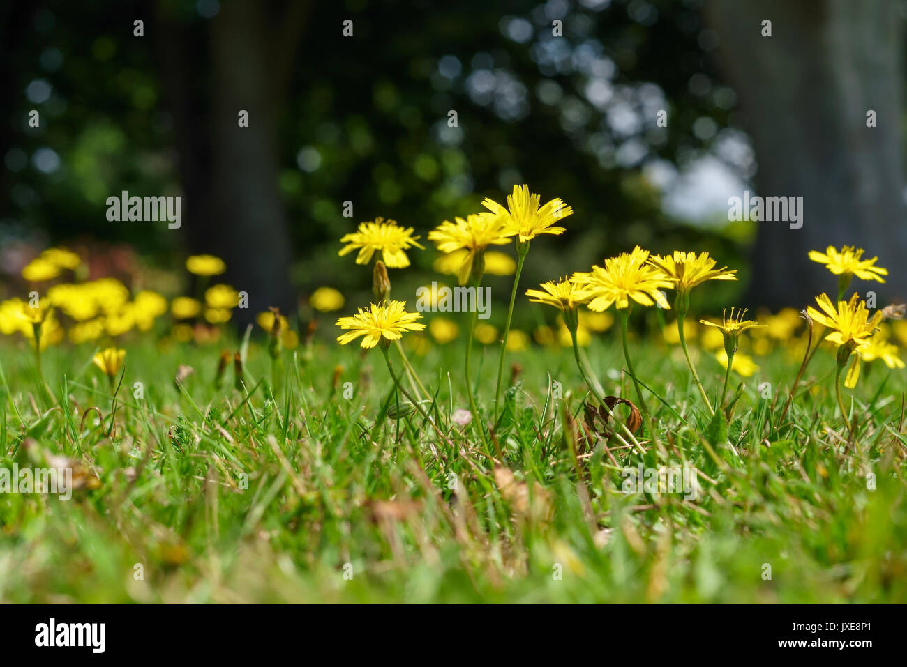 Herbst Hawkbit (Leontodon Autumnalis) Stockfoto