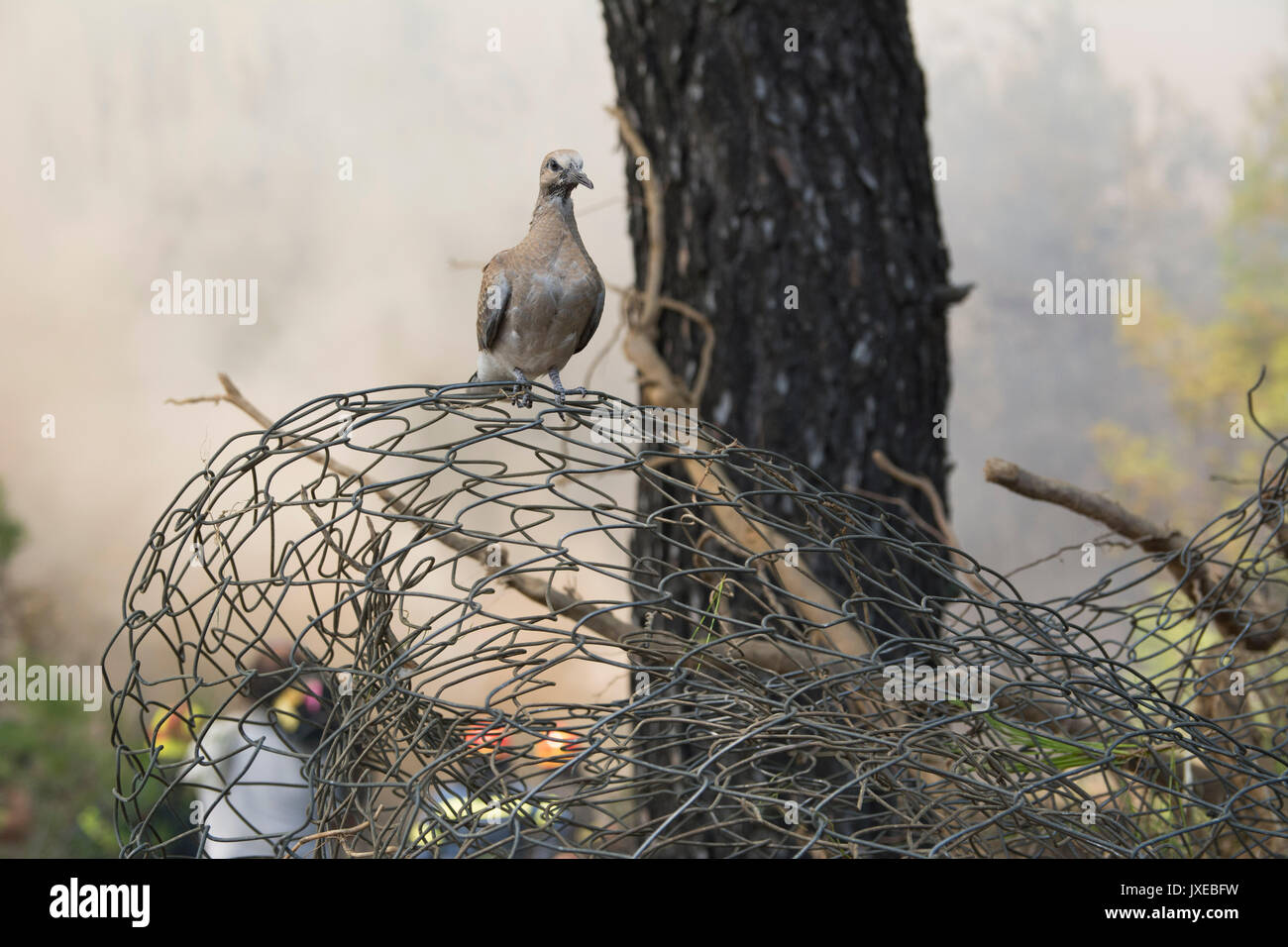 Attika, Athen, Griechenland. 14 Aug, 2017. Ein Vogel steht, als das Feuer brennt dahinter verwundert. Eine massive Wildfire brennt im dritten aufeinander folgenden Tag in kalamos und kapandriti Bereiche, nordöstlichen Attika. Credit: Nikolas georgiou/alamy leben Nachrichten Stockfoto