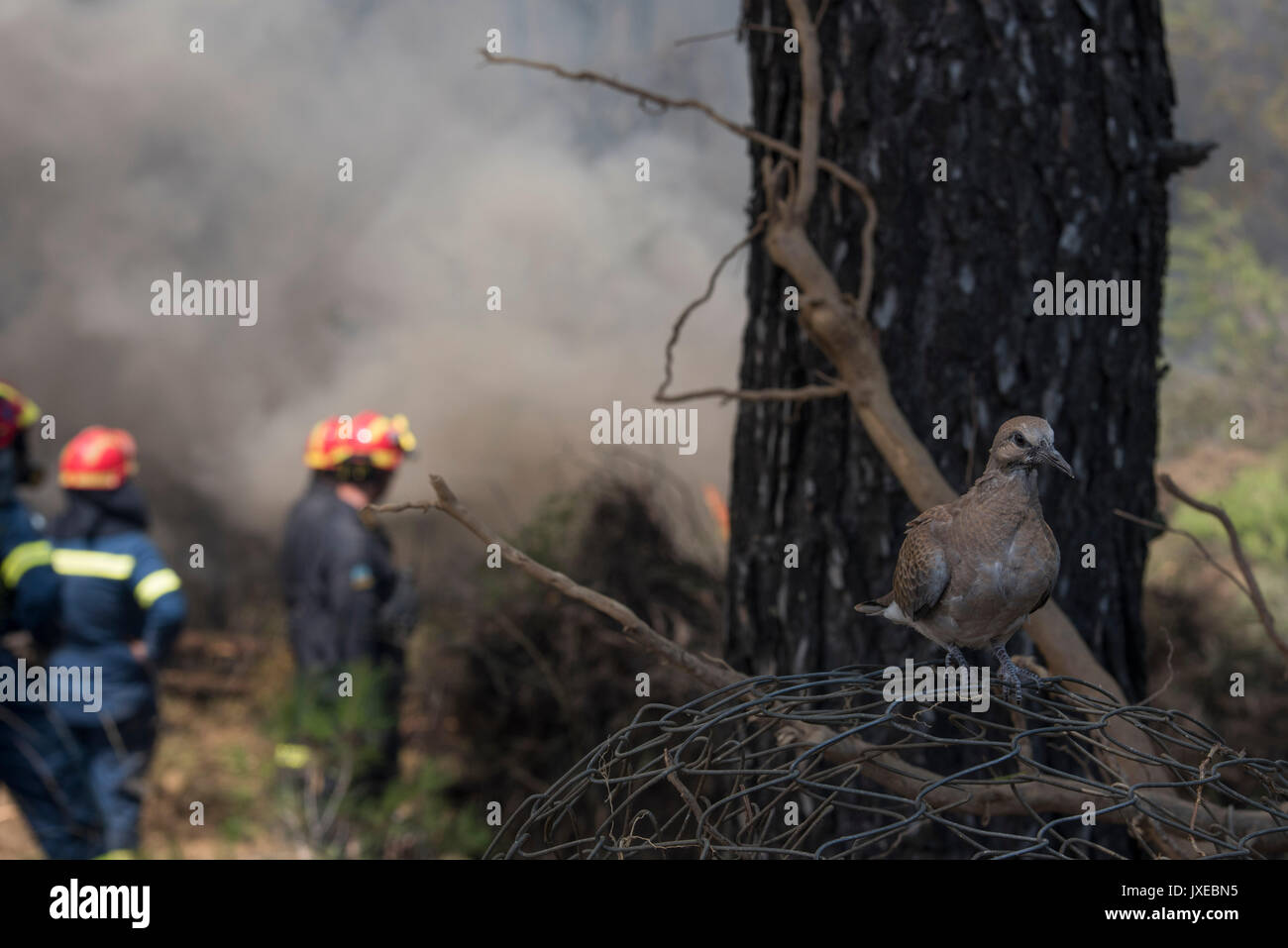 Attika, Athen, Griechenland. 14 Aug, 2017. Ein Vogel steht, als das Feuer brennt dahinter verwundert. Eine massive Wildfire brennt im dritten aufeinander folgenden Tag in kalamos und kapandriti Bereiche, nordöstlichen Attika. Credit: Nikolas georgiou/alamy leben Nachrichten Stockfoto